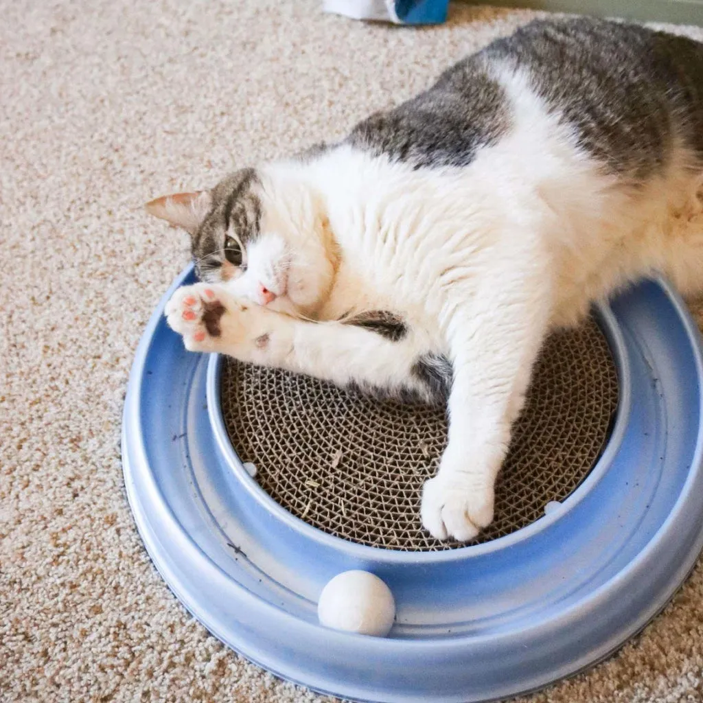 Bergan Turbo Scratcher Replacement Pads For Cats (2 pack)