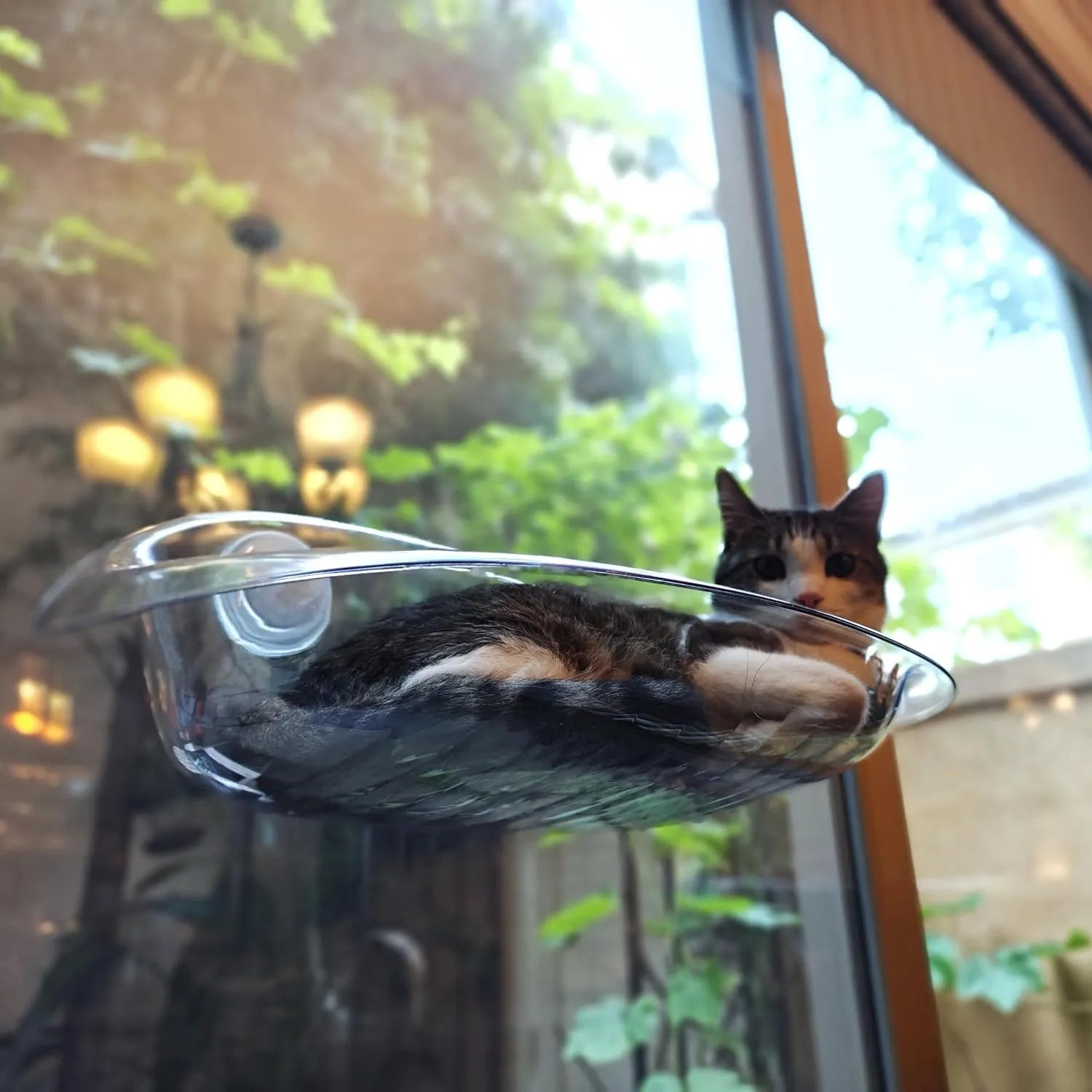 Deluxe Cat Window Perch with Clear ABS Plastic - Strong Suction Cup Hammock, Easy Installation, and Comfortable Design for All Cat Sizes (Clear)