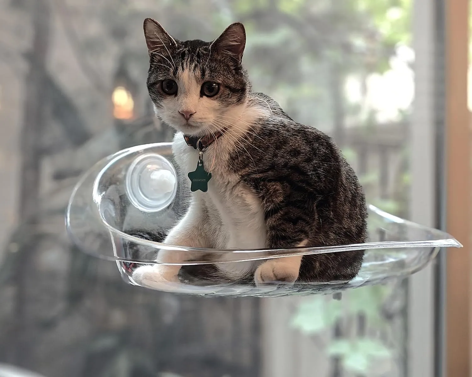 Deluxe Cat Window Perch with Clear ABS Plastic - Strong Suction Cup Hammock, Easy Installation, and Comfortable Design for All Cat Sizes (Clear)