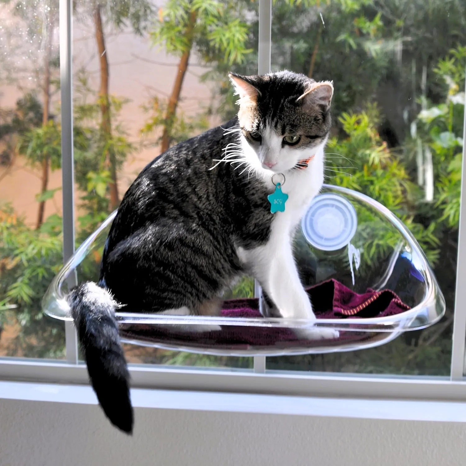 Deluxe Cat Window Perch with Clear ABS Plastic - Strong Suction Cup Hammock, Easy Installation, and Comfortable Design for All Cat Sizes (Clear)