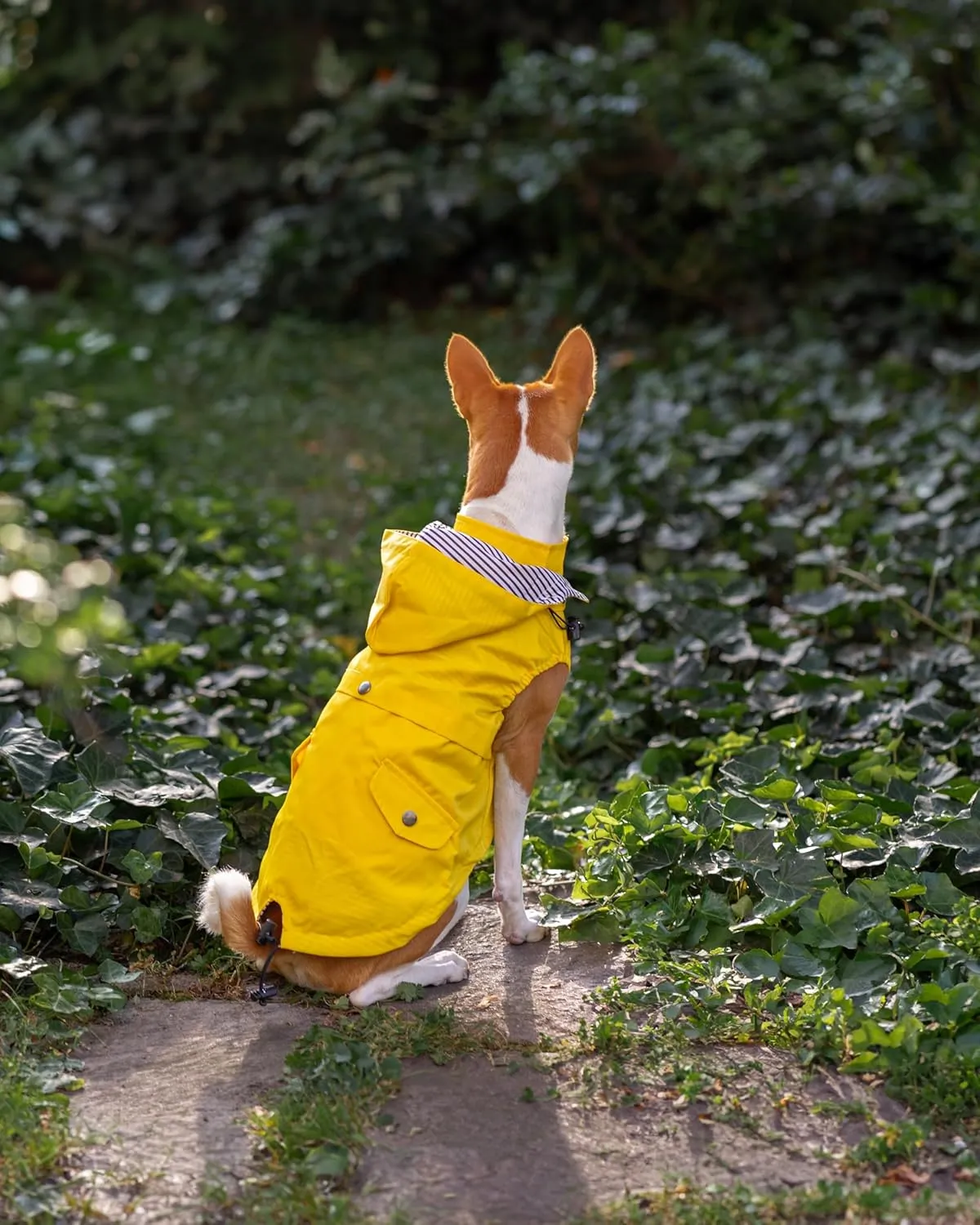 Sleeveless Zip Up Dog Raincoat with Reflective Buttons, Pockets, Rain/Water Resistant, Adjustable Drawstring, & Removable Hood - Size XS to XL - Stylish Premium Dog Raincoats (XX-Large, Yellow)