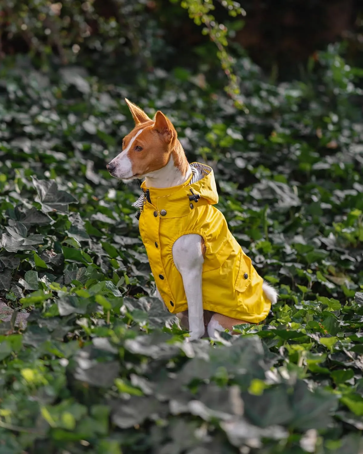 Sleeveless Zip Up Dog Raincoat with Reflective Buttons, Pockets, Rain/Water Resistant, Adjustable Drawstring, & Removable Hood - Size XS to XL - Stylish Premium Dog Raincoats (XX-Large, Yellow)